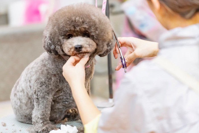 トリミングされる犬