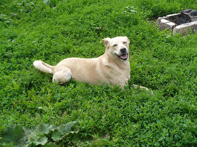 大きな雑種犬