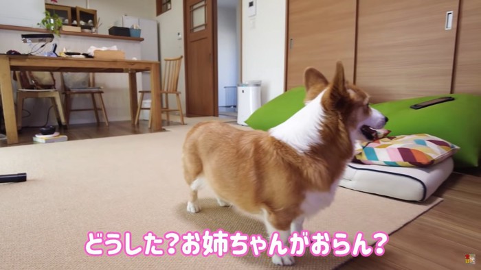 リビングで横を向く犬