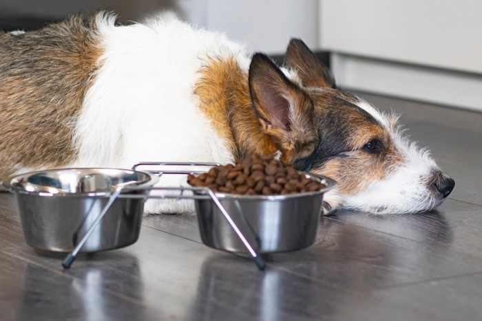 このごはんは食べたくない犬