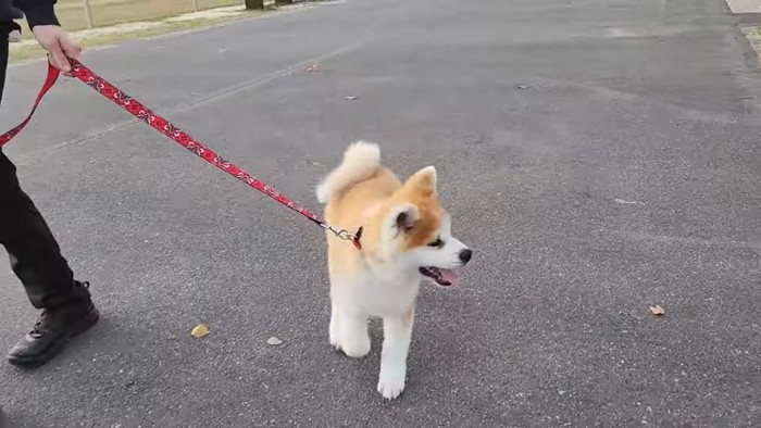 よそ見をする秋田犬