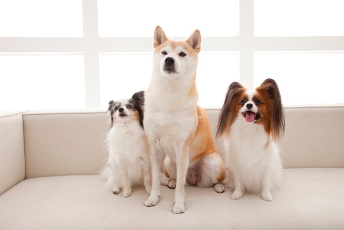 柴犬とパピヨン