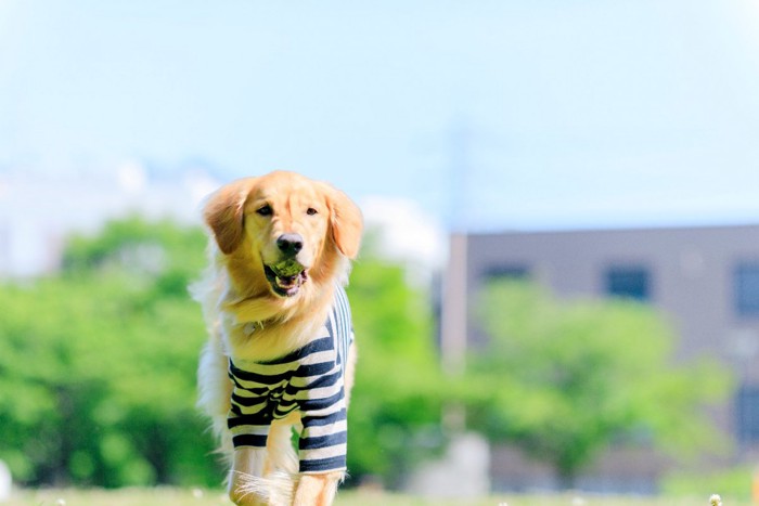 ボーダーTシャツの犬