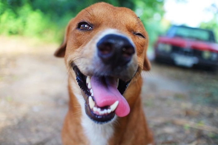 ウインクしている茶色い犬の顔アップ