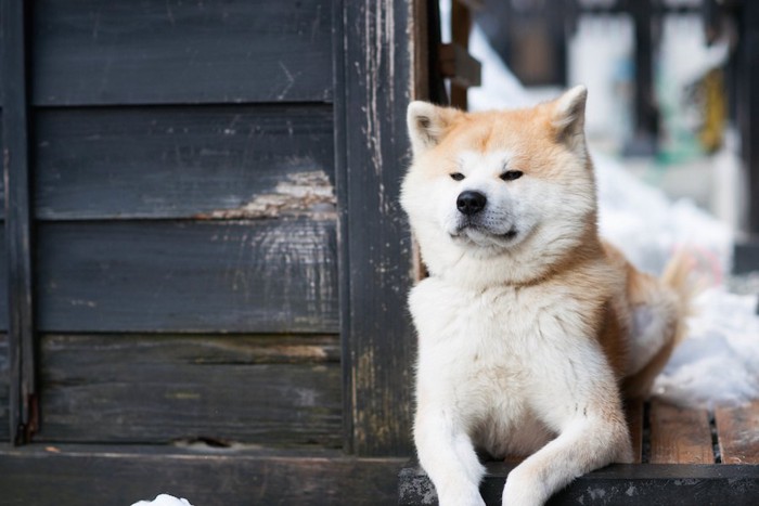 家の玄関で番犬の役割をする秋田犬