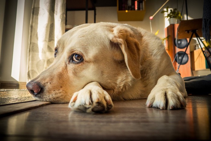 上目遣いで伏せる犬