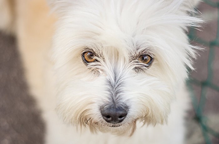 問題行動を起こしている犬の顔