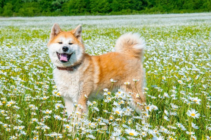 花の中の秋田犬