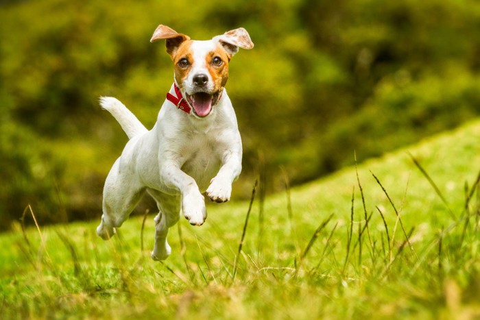 笑顔で走る犬