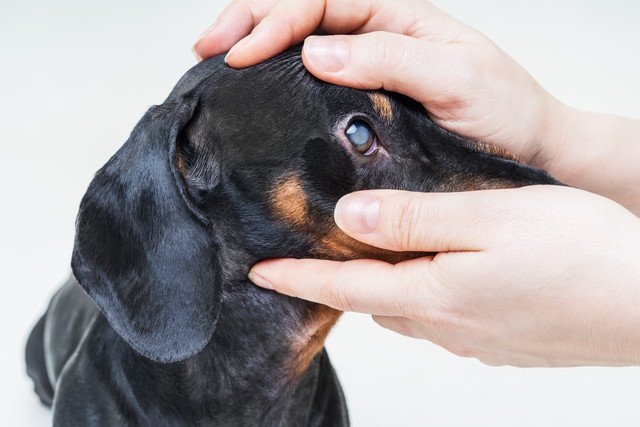 白内障になった犬