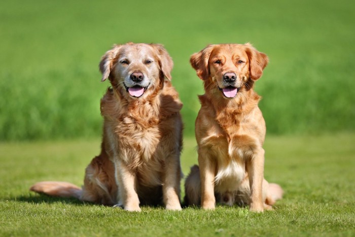 2頭の犬