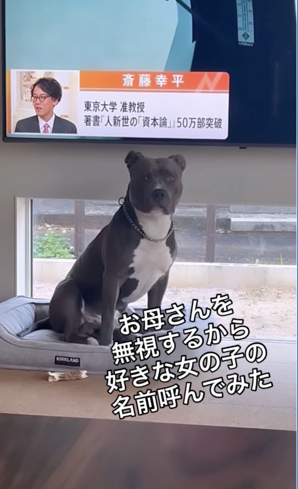 こちらを見つめる犬