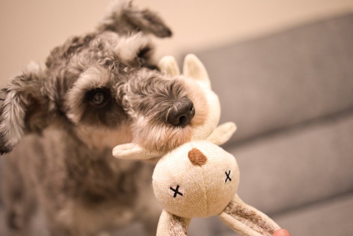 ぬいぐるみを持ってくる犬