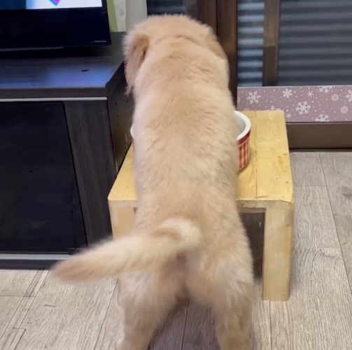 お水をもらった子犬