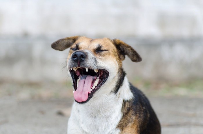 クシャミする犬