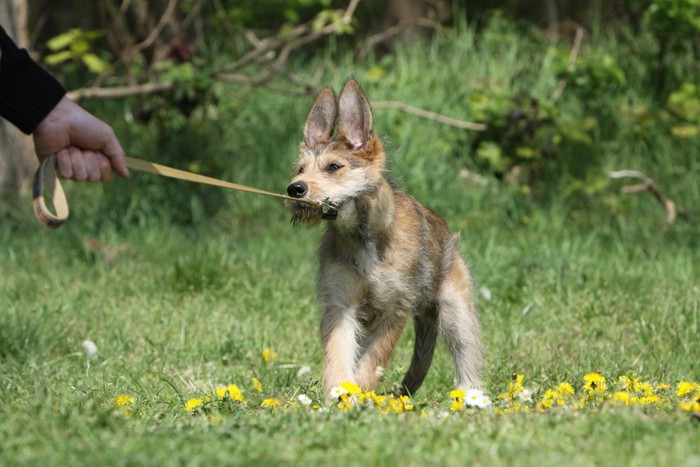 リードを引っ張られている犬