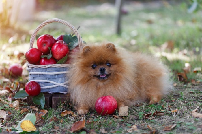 犬とりんご