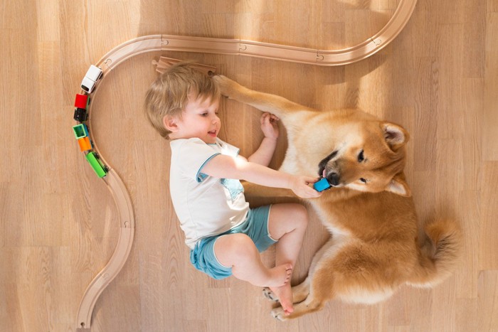 赤ちゃんと遊ぶ柴犬