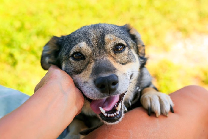 膝に手を乗せて笑顔の犬