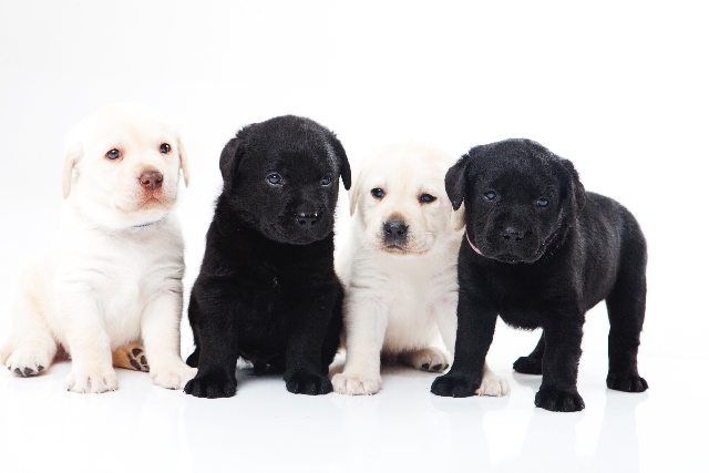 ラブラドールの子犬たち