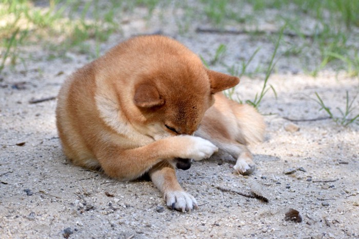 前足で顔を掻く犬