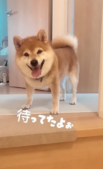 満面の笑顔を浮かべる柴犬のアップ