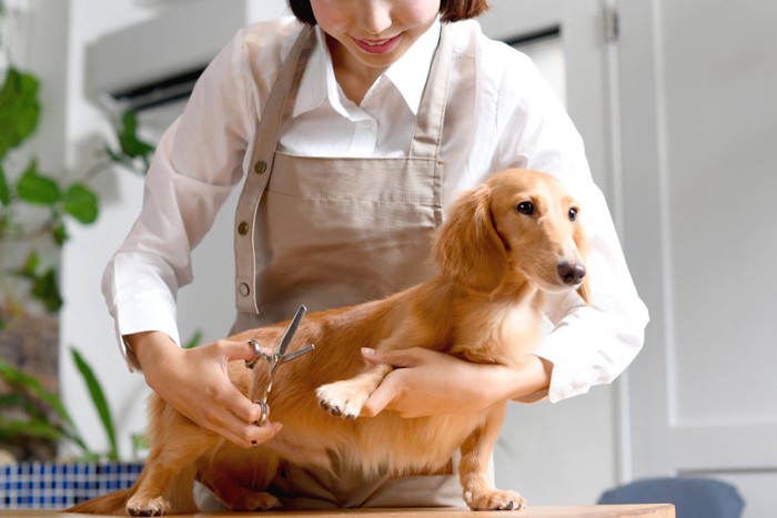 トリミング中の犬