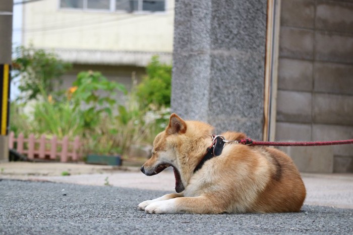 道の上で飼い主を待つ犬