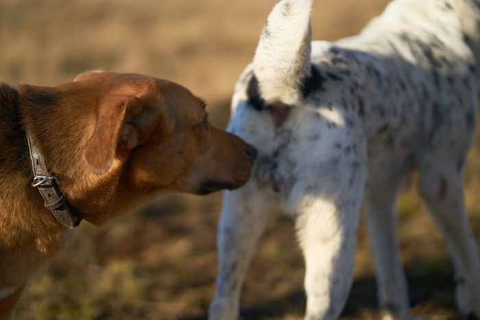 他の犬のおしりを嗅ぐ犬