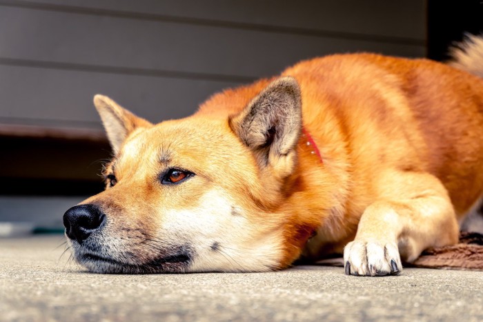 あごをつけて伏せる犬