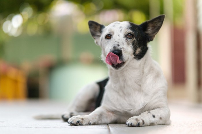 舌を出して伏せている犬