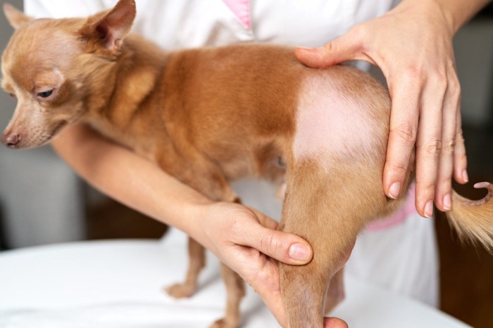 おしりの横に脱毛がある犬