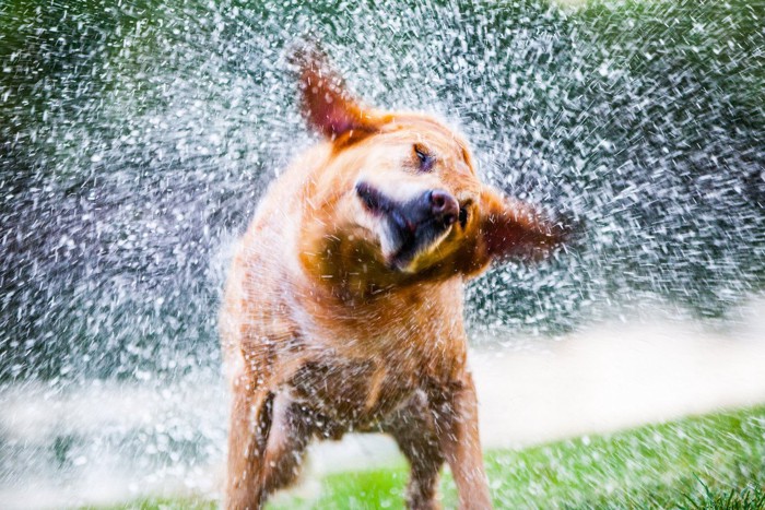 水を飛ばしている犬