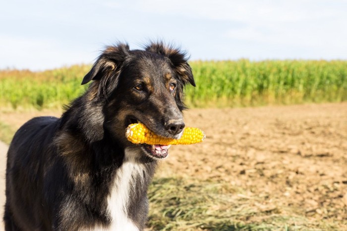 トウモロコシをくわえる犬