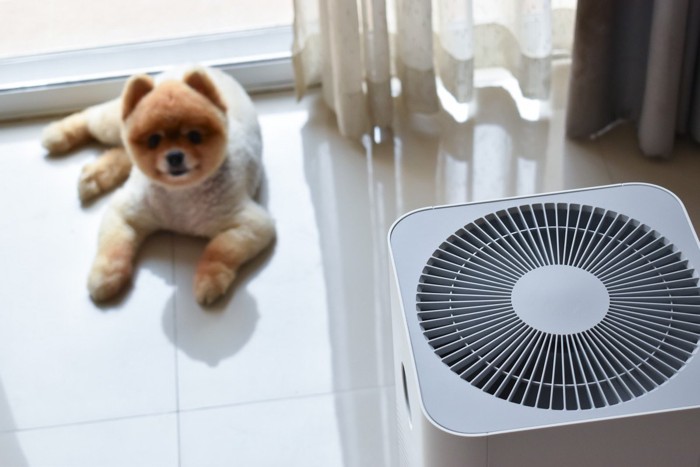 犬と空気清浄機