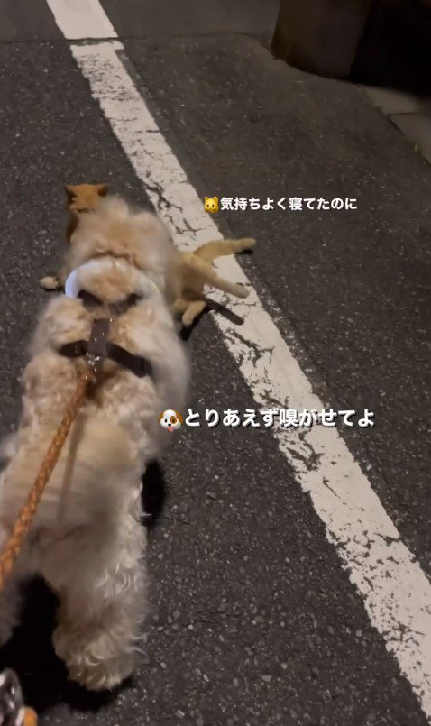 かまぼこくんと猫さん5