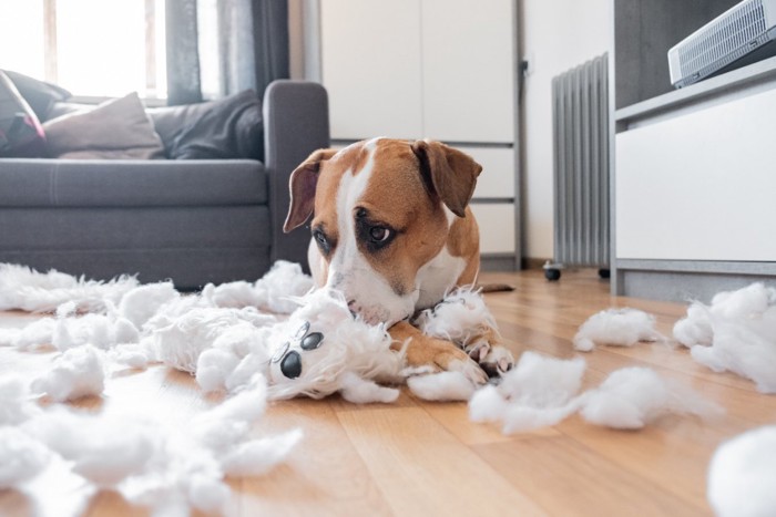 いたずら後の犬