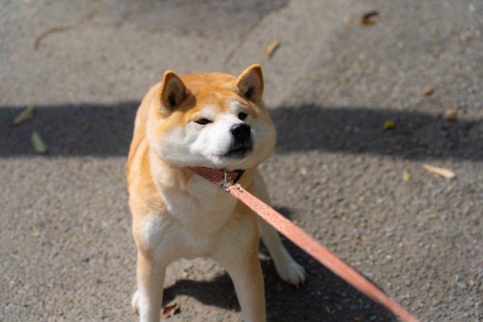 リードをひっぱって動かない柴犬