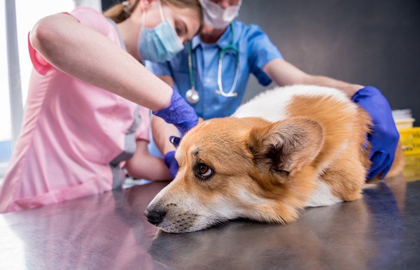 犬がネギを食べてしまった時の対処法 