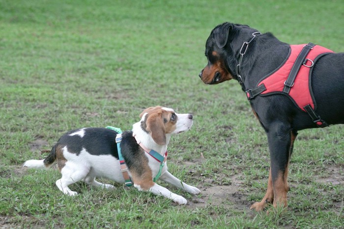 犬を怖がるビーグル