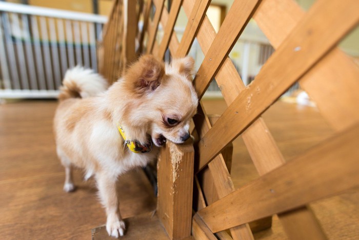 木を噛んでいる犬