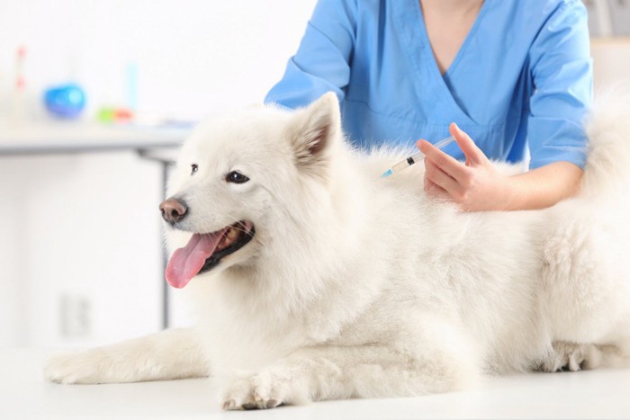 ワクチン接種を受ける白い犬