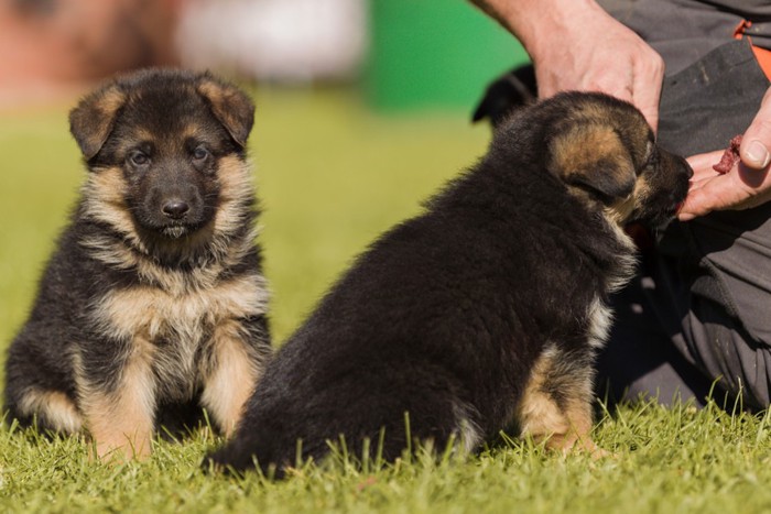 2ひきのシェパードの子犬