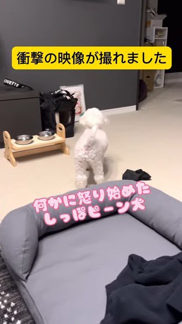 犬の後ろ姿