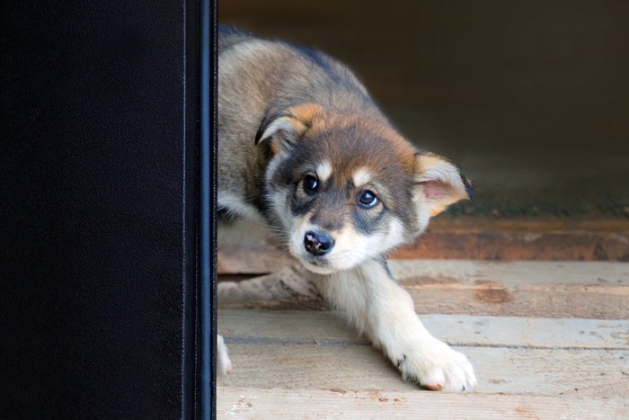 怯える犬