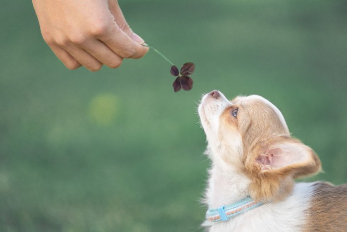 四葉のクローバーと犬