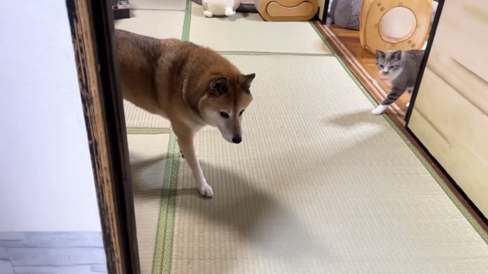 和室で歩いている柴犬と隣の部屋から出てきた猫