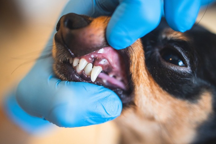 歯のチェックをされている犬