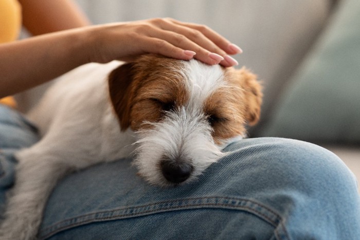 膝の上で寝る犬