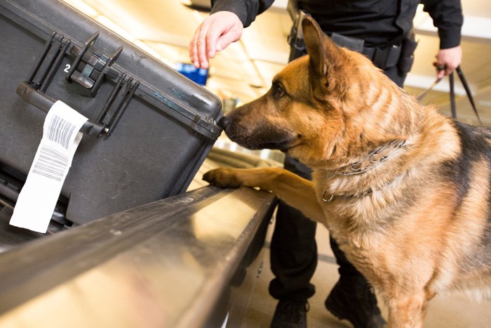 空港で活躍する探知犬